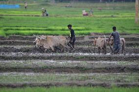 INDIA-ASSAM-PADDY PLANTATION SEASON