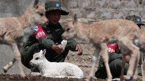 (InXizang)CHINA-XIZANG-WHITE TIBETAN ANTELOPE CUB-RESCUE (CN)