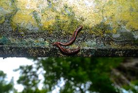 Animal India - Xenobolus Carnifex Millipede