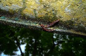 Animal India - Xenobolus Carnifex Millipede