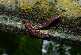 Animal India - Xenobolus Carnifex Millipede