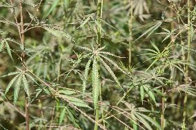 Wild Cannabis Plants Growing In Najibabad