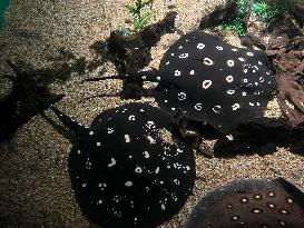 White-blotched River Stingray