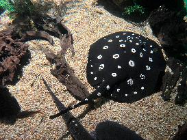 White-blotched River Stingray