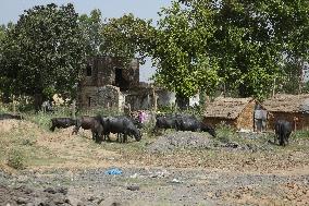 Daily Life In Najibabad