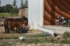 Daily Life In Najibabad