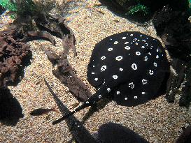 White-blotched River Stingray