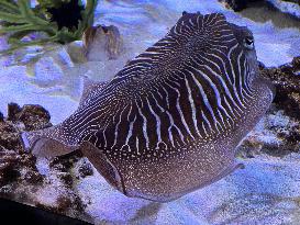 European Common Cuttlefish