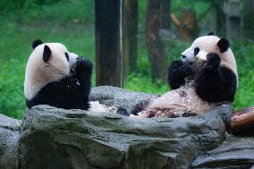 Giant Pandas Play at Chongqing Zoo