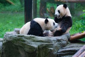 Giant Pandas Play at Chongqing Zoo