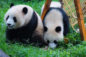 Giant Pandas Play at Chongqing Zoo