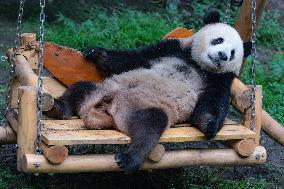 Giant Pandas Play at Chongqing Zoo