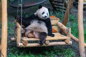 Giant Pandas Play at Chongqing Zoo