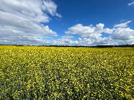 Landscape In Linköping, Sweden