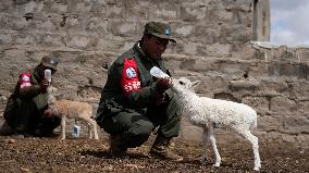 White Tibetan Antelope Cub Rescued - China