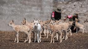 White Tibetan Antelope Cub Rescued - China