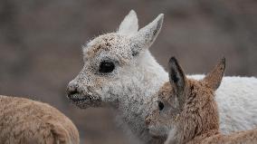 White Tibetan Antelope Cub Rescued - China