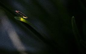 Firefly In The Lincoln Square - Chicago