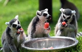 Animals Eat Watermelon