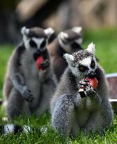 Animals Eat Watermelon