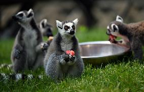 Animals Eat Watermelon