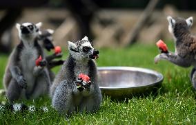 Animals Eat Watermelon