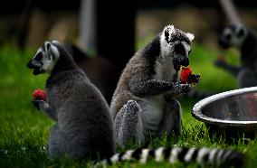 Animals Eat Watermelon