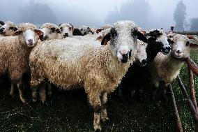 Cultural Sheep Grazing In High Mountains In Poland