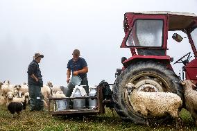 Cultural Sheep Grazing In High Mountains In Poland