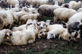 Cultural Sheep Grazing In High Mountains In Poland