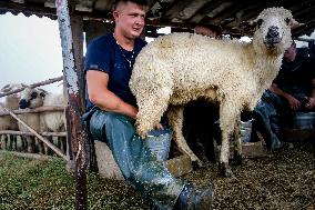 Cultural Sheep Grazing In High Mountains In Poland