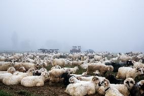 Cultural Sheep Grazing In High Mountains In Poland