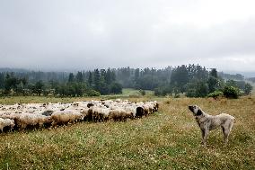 Cultural Sheep Grazing In High Mountains In Poland