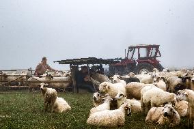 Cultural Sheep Grazing In High Mountains In Poland