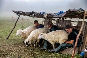 Cultural Sheep Grazing In High Mountains In Poland