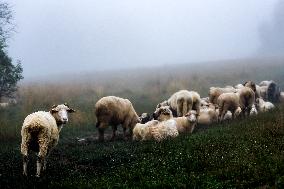 Traditional Cheese Making In High Mountains In Poland