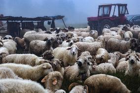 Traditional Cheese Making In High Mountains In Poland