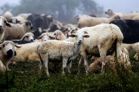 Traditional Cheese Making In High Mountains In Poland