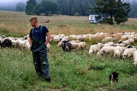 Traditional Cheese Making In High Mountains In Poland