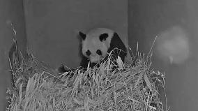 THE NETHERLANDS-RHENEN-GIANT PANDA CUB-BIRTH