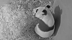 THE NETHERLANDS-RHENEN-GIANT PANDA CUB-BIRTH