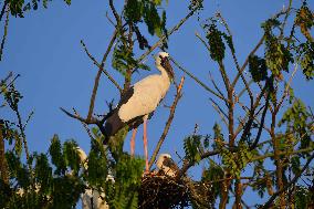 India Wildlife