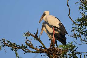 India Wildlife