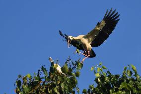 India Wildlife