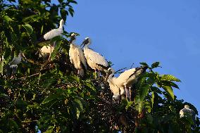 India Wildlife