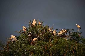 India Wildlife