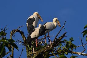 India Wildlife