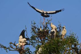 India Wildlife