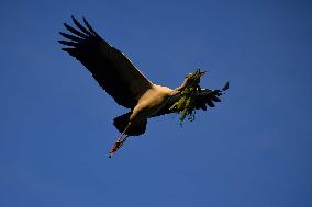 India Wildlife