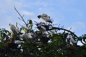 India Wildlife